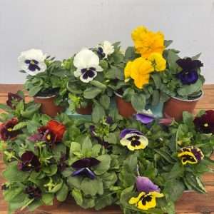 Conjunto de 15 plantas 'Amores Perfeitos' - V.10
