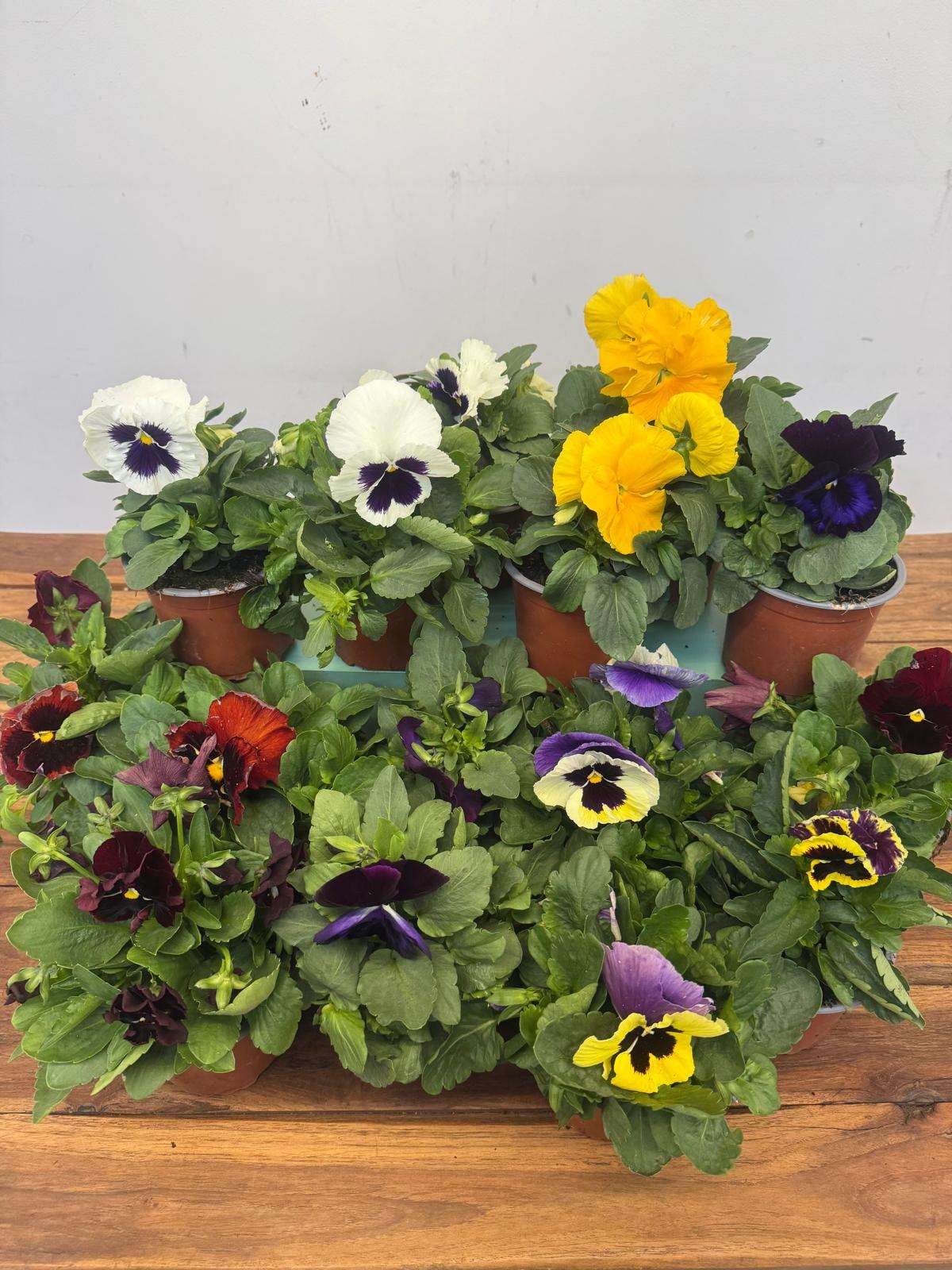 Conjunto de 15 plantas 'Amores Perfeitos' - V.10