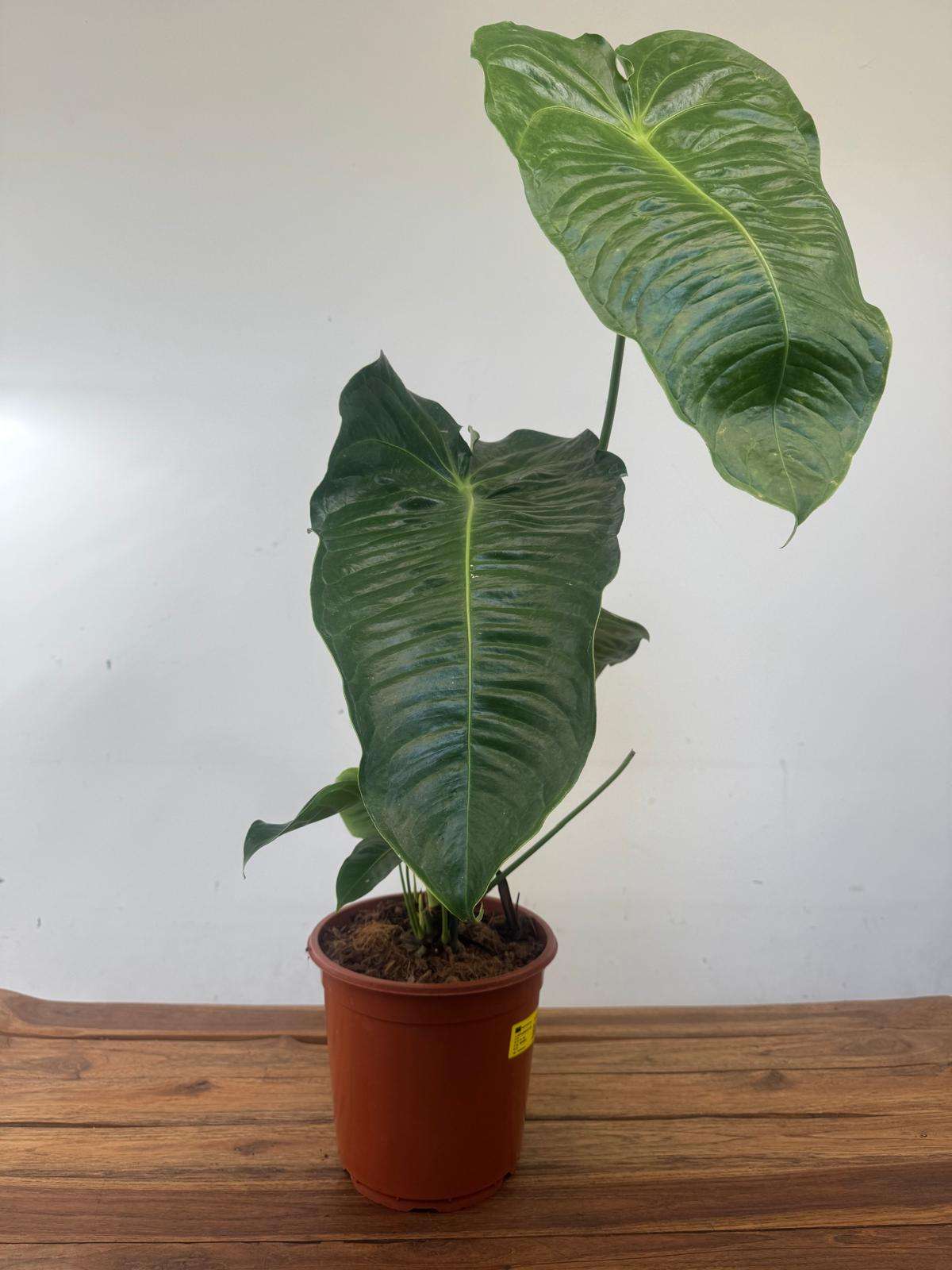 Anthurium Veitchii V.21 - Image 2