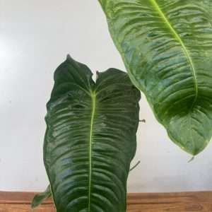 Anthurium Veitchii V.21