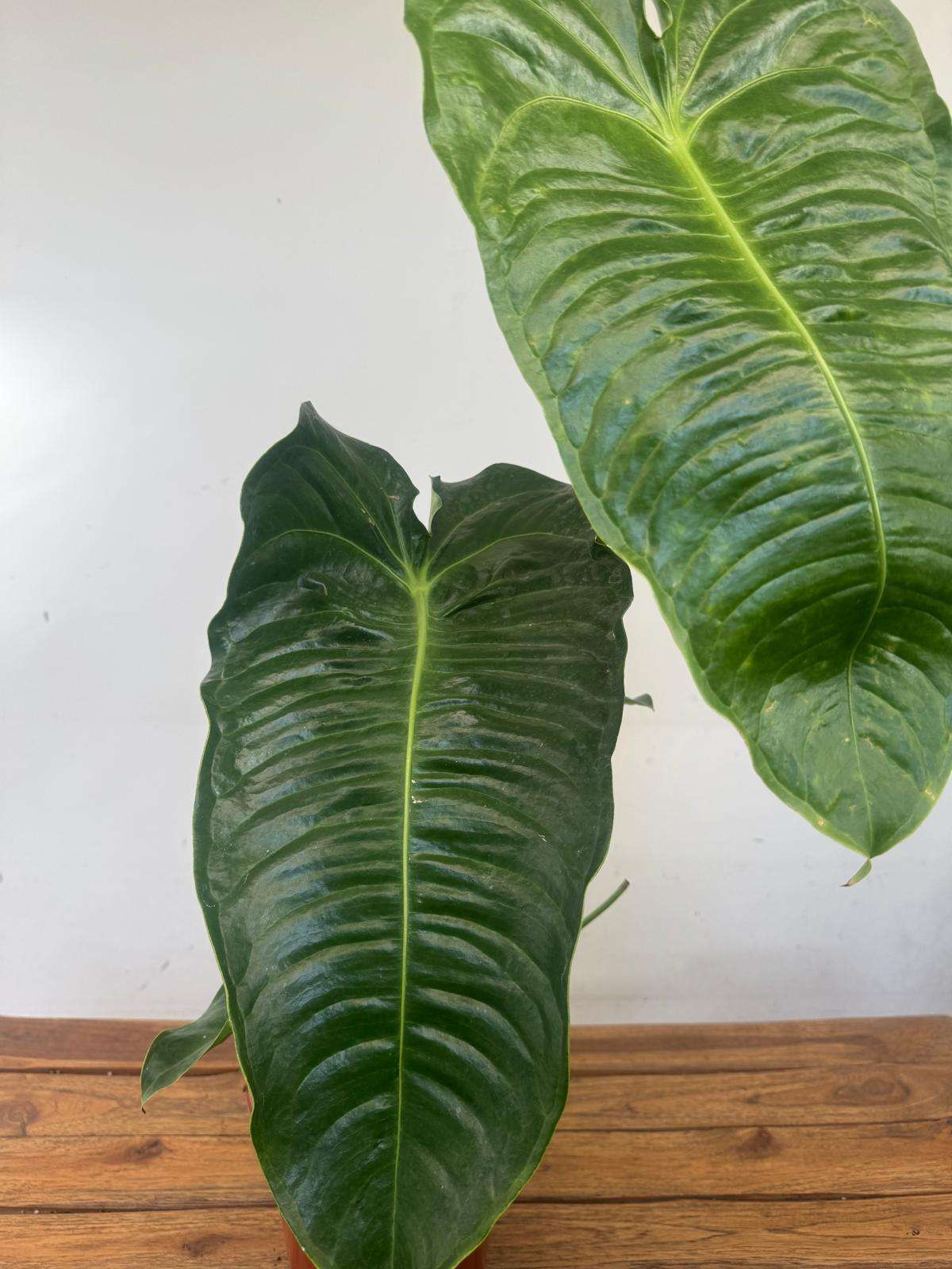 Anthurium Veitchii V.21