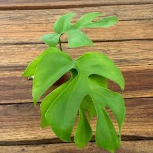 Monstera Minima - V.6