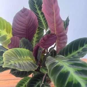 Calathea Warscewiczi - V.14