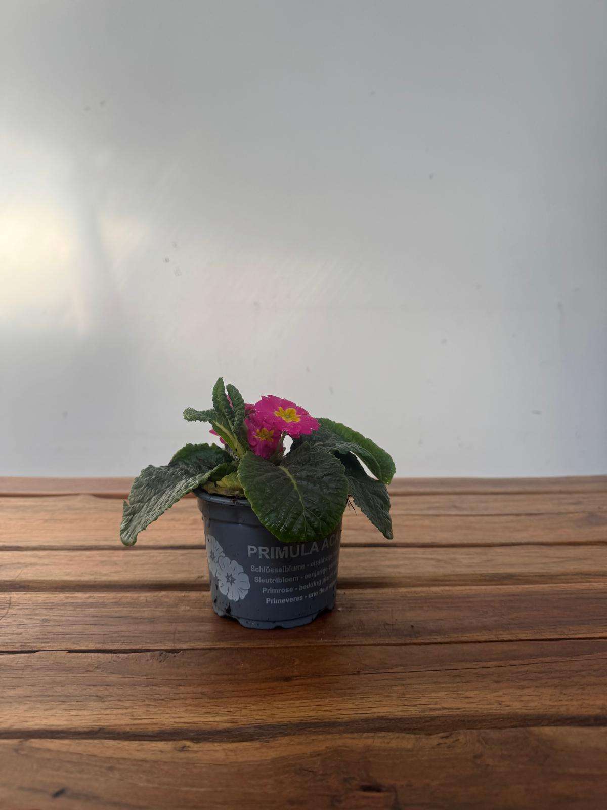 Primula 'Amarela' - V.10 - Image 2
