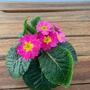 Primula 'Amarela' - V.10