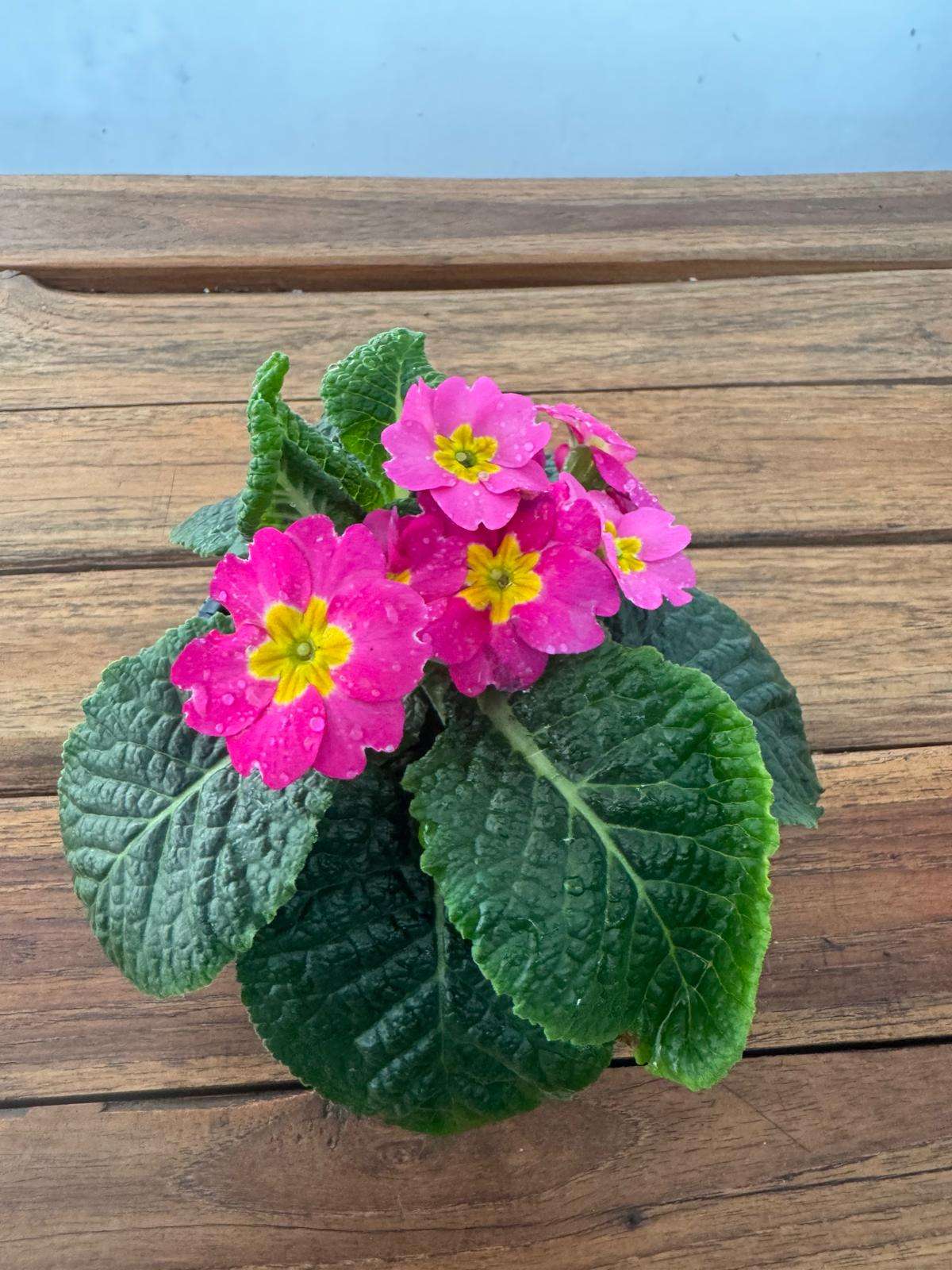 Primula 'Amarela' - V.10