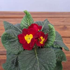 Primula 'Vermelha' - V.10