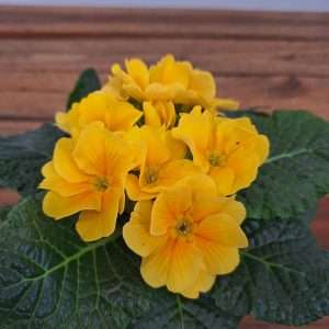 Primula 'Amarela' - V.10