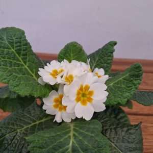Primula 'Branca' - V.10