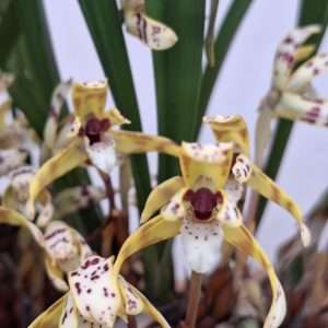 Maxillaria Picta - V.12