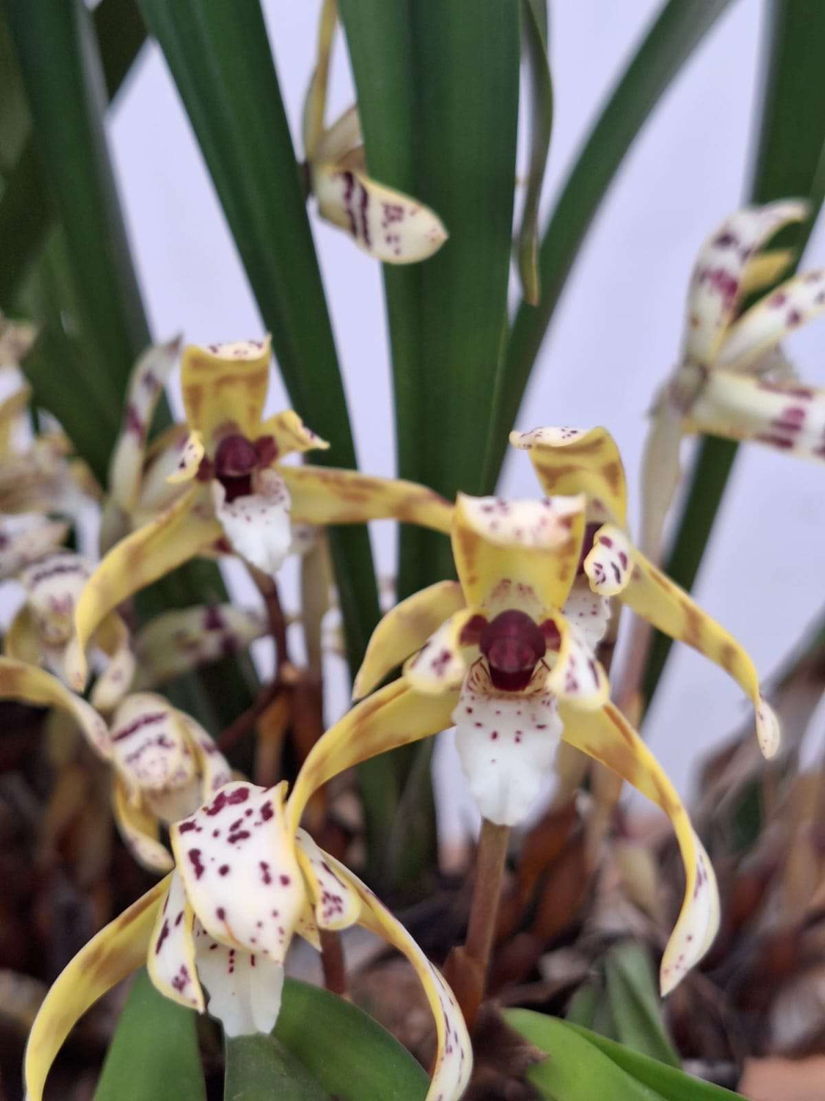 Maxillaria Picta - V.12
