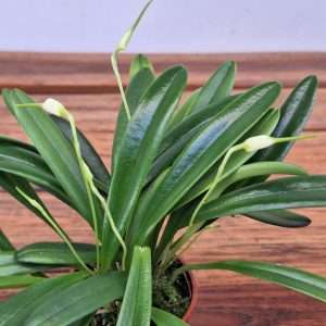 Masdevallia Attenuata - V.6