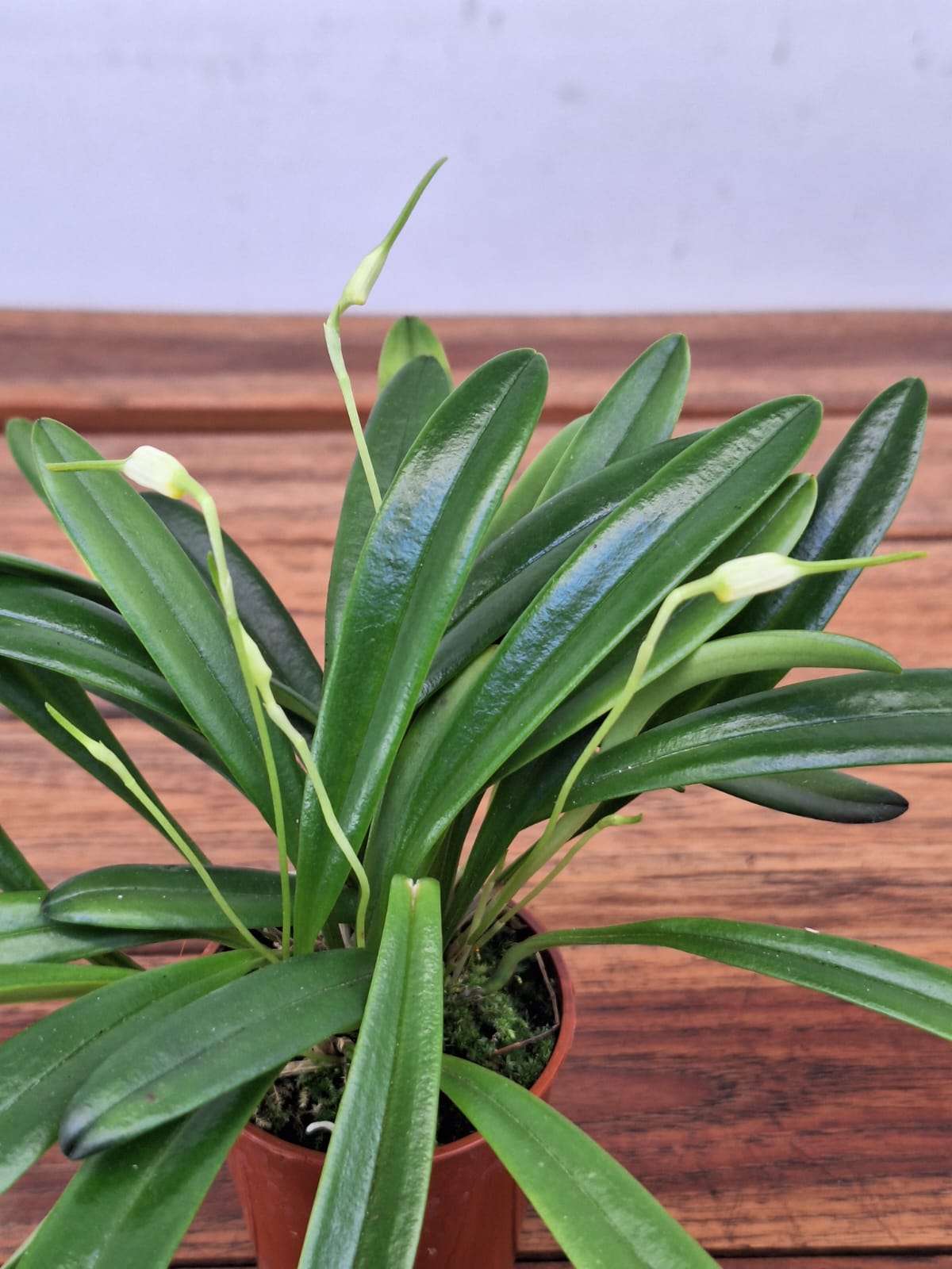 Masdevallia Attenuata - V.6