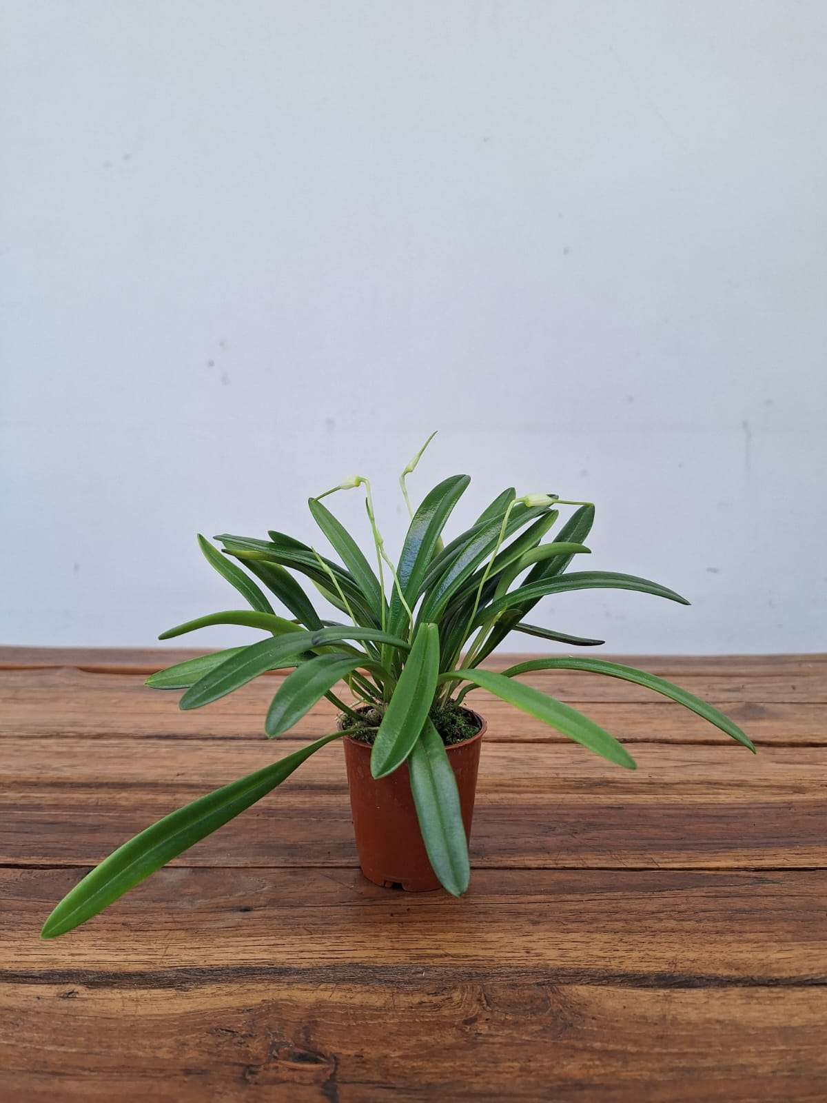 Masdevallia Attenuata - V.6 - Image 2