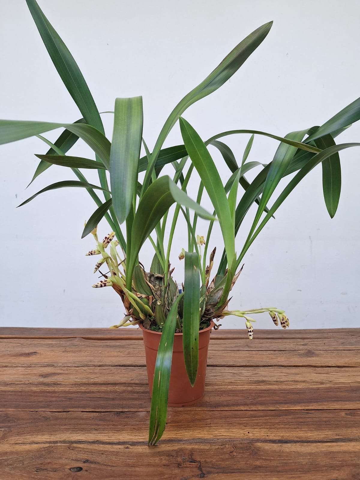 Maxillaria Picta - V.12 - Image 2