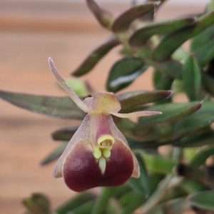 Epidendrum Porpax - V.6