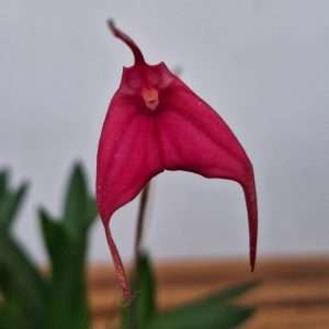 Masdevallia Barleana - V.6