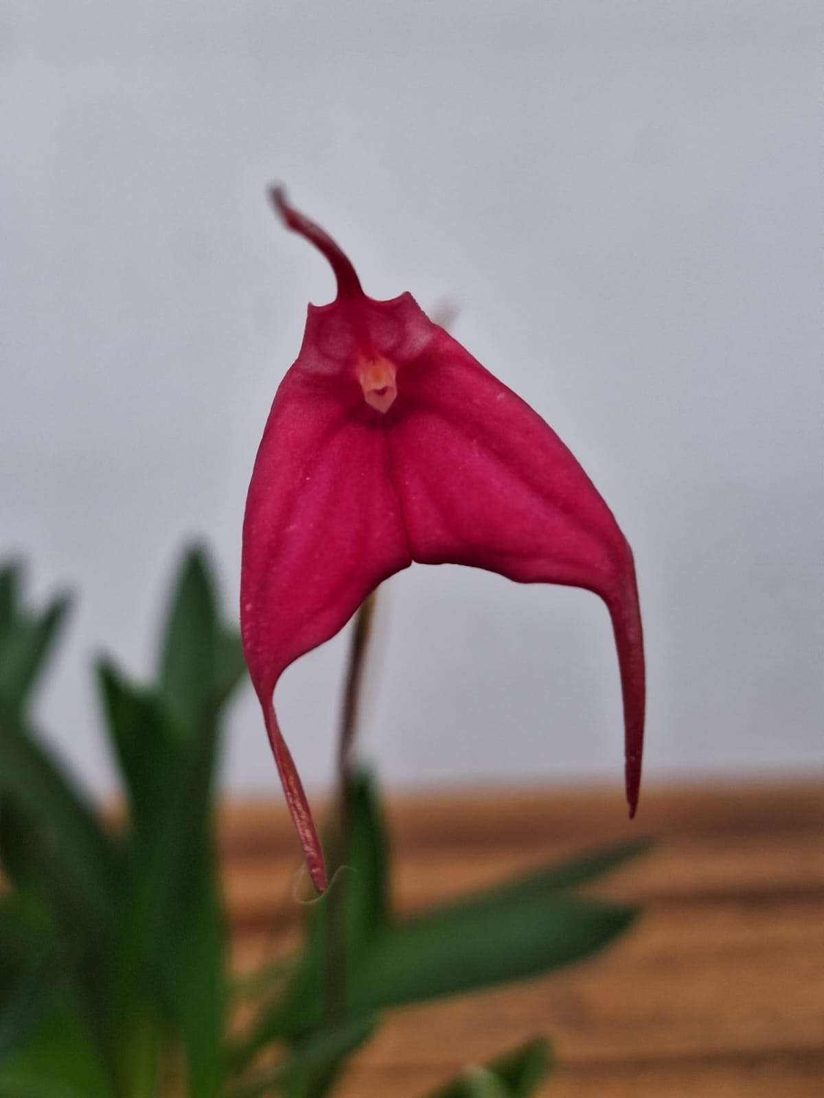 Masdevallia Barleana - V.6