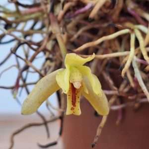 Maxillaria Acutifolia - V.9