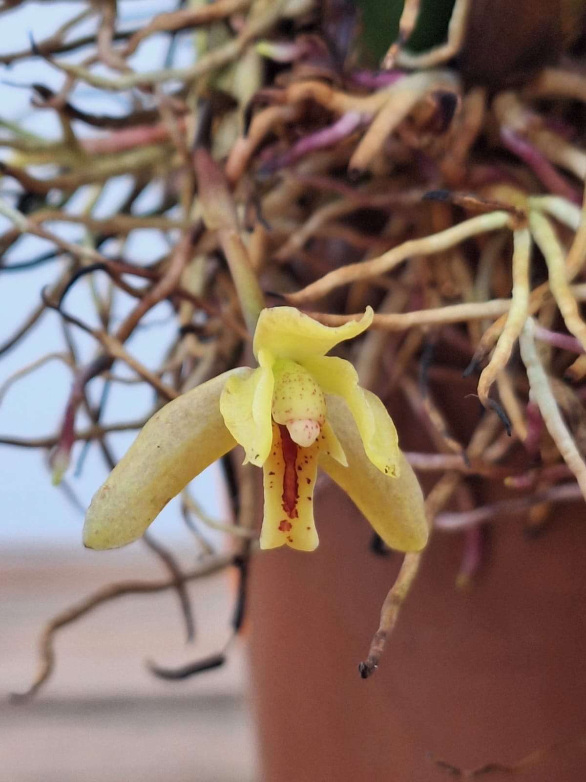 Maxillaria Acutifolia - V.9