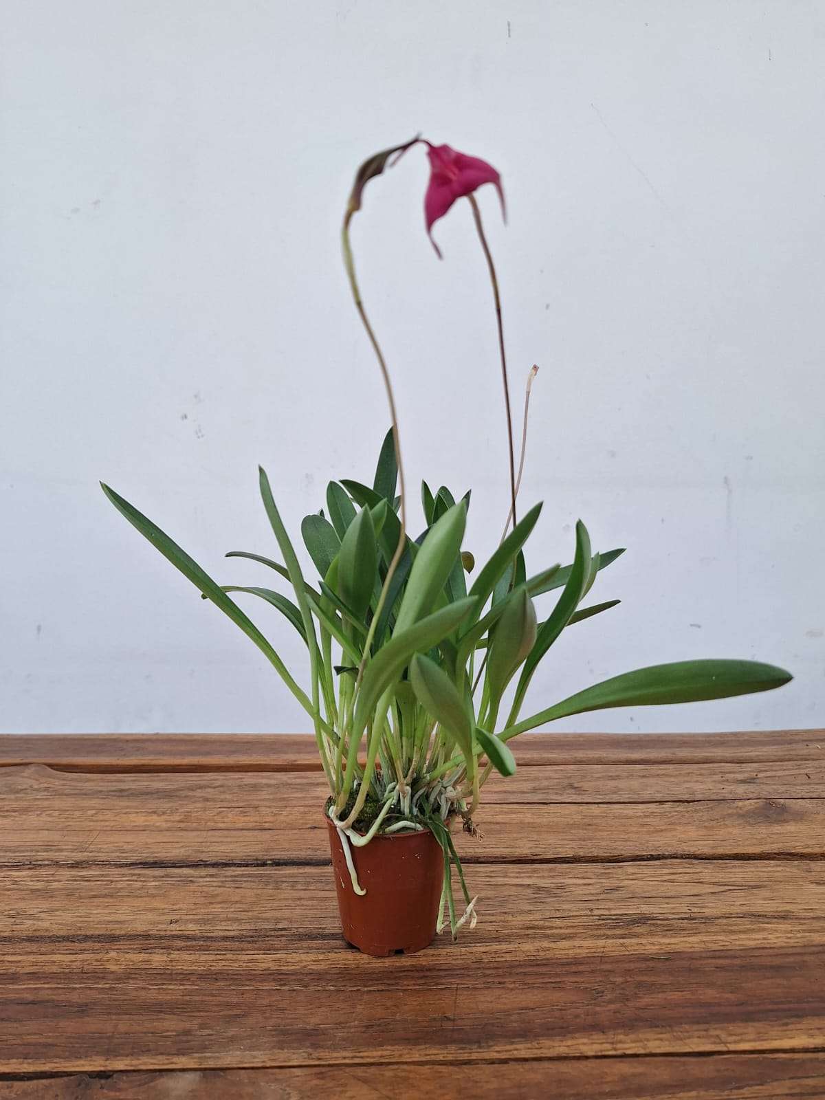 Masdevallia Barleana - V.6 - Image 2