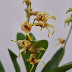 Masdevallia Polysticta - V.6