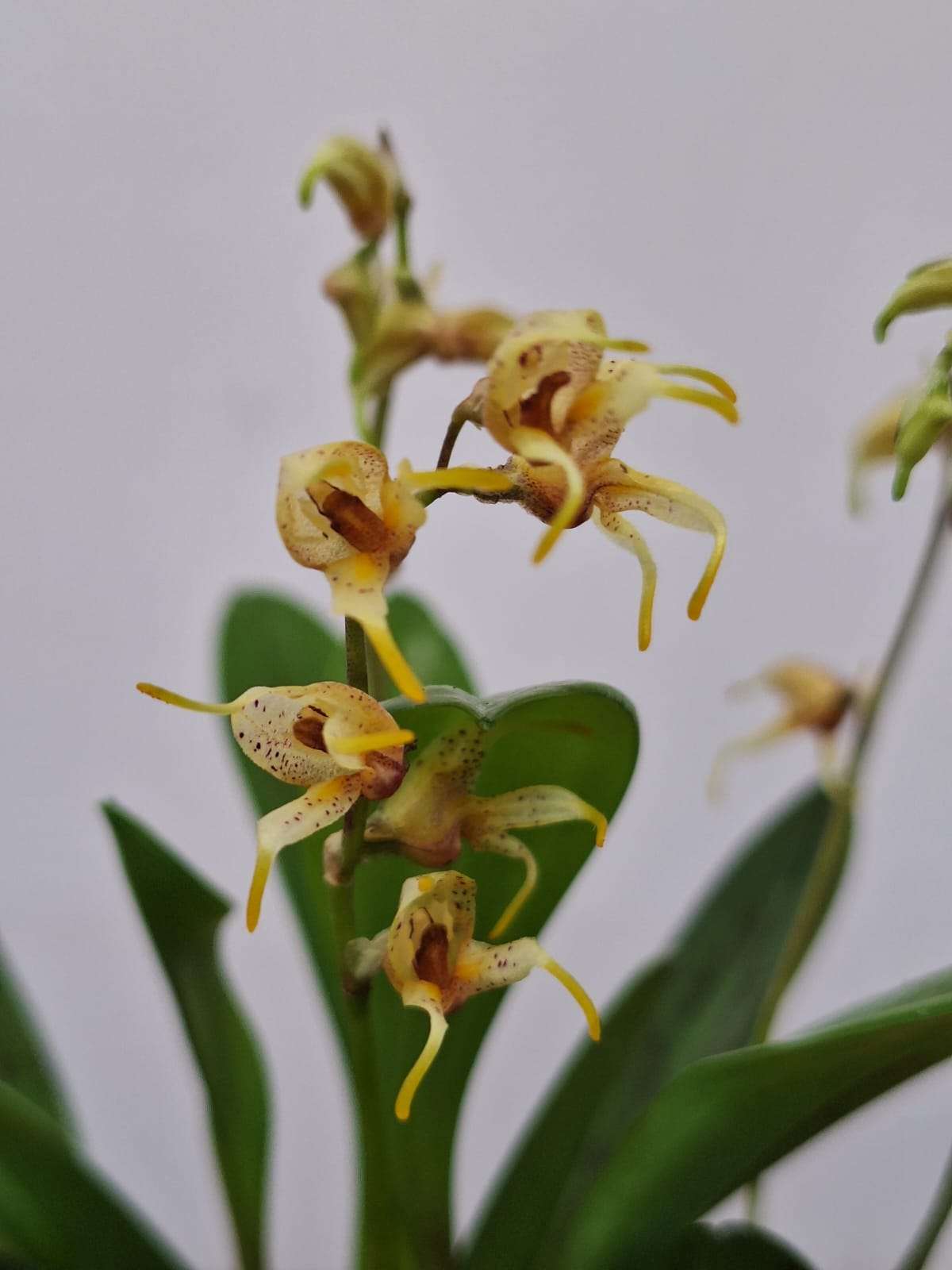 Masdevallia Polysticta - V.6