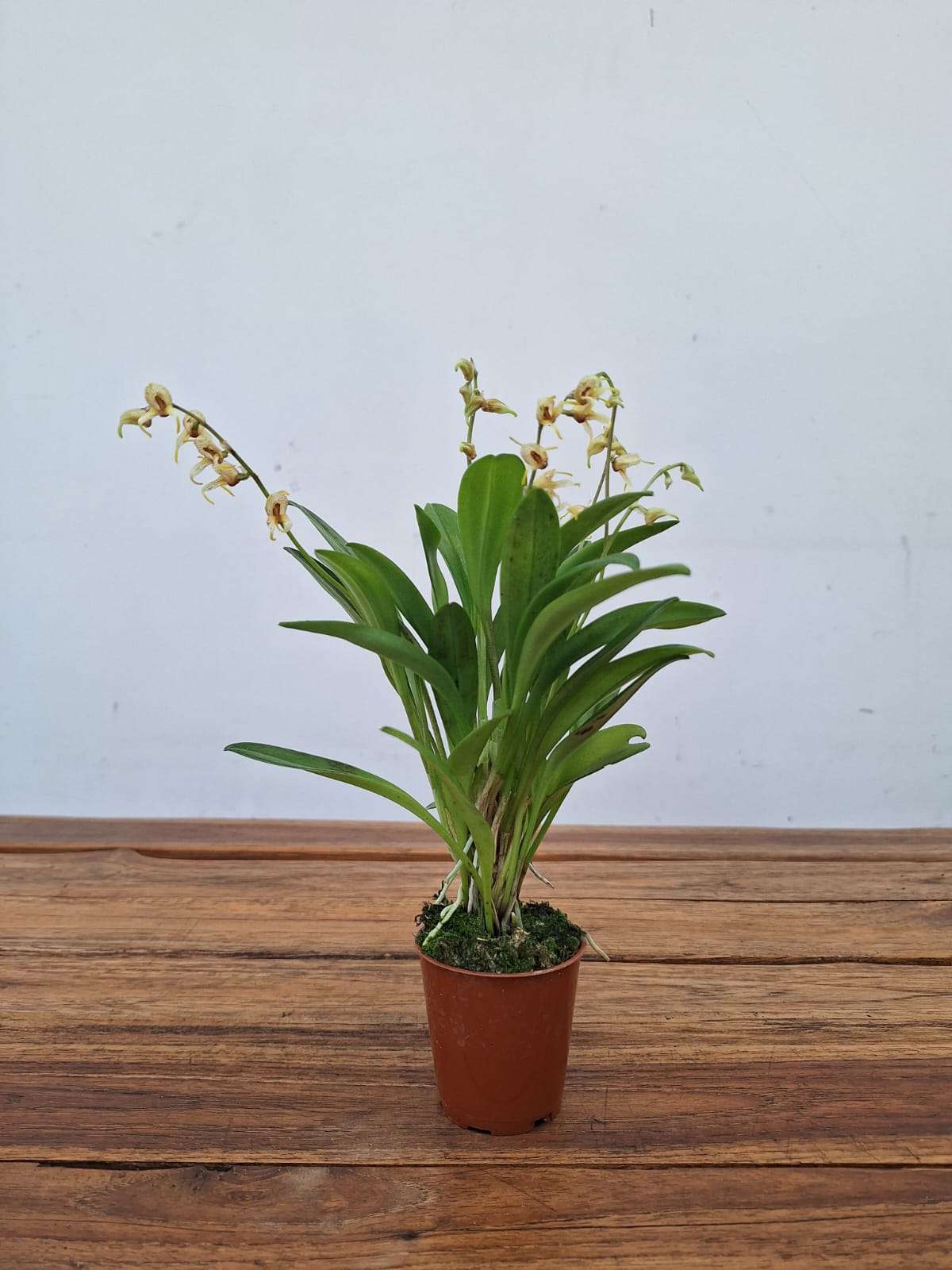 Masdevallia Polysticta - V.6 - Image 2