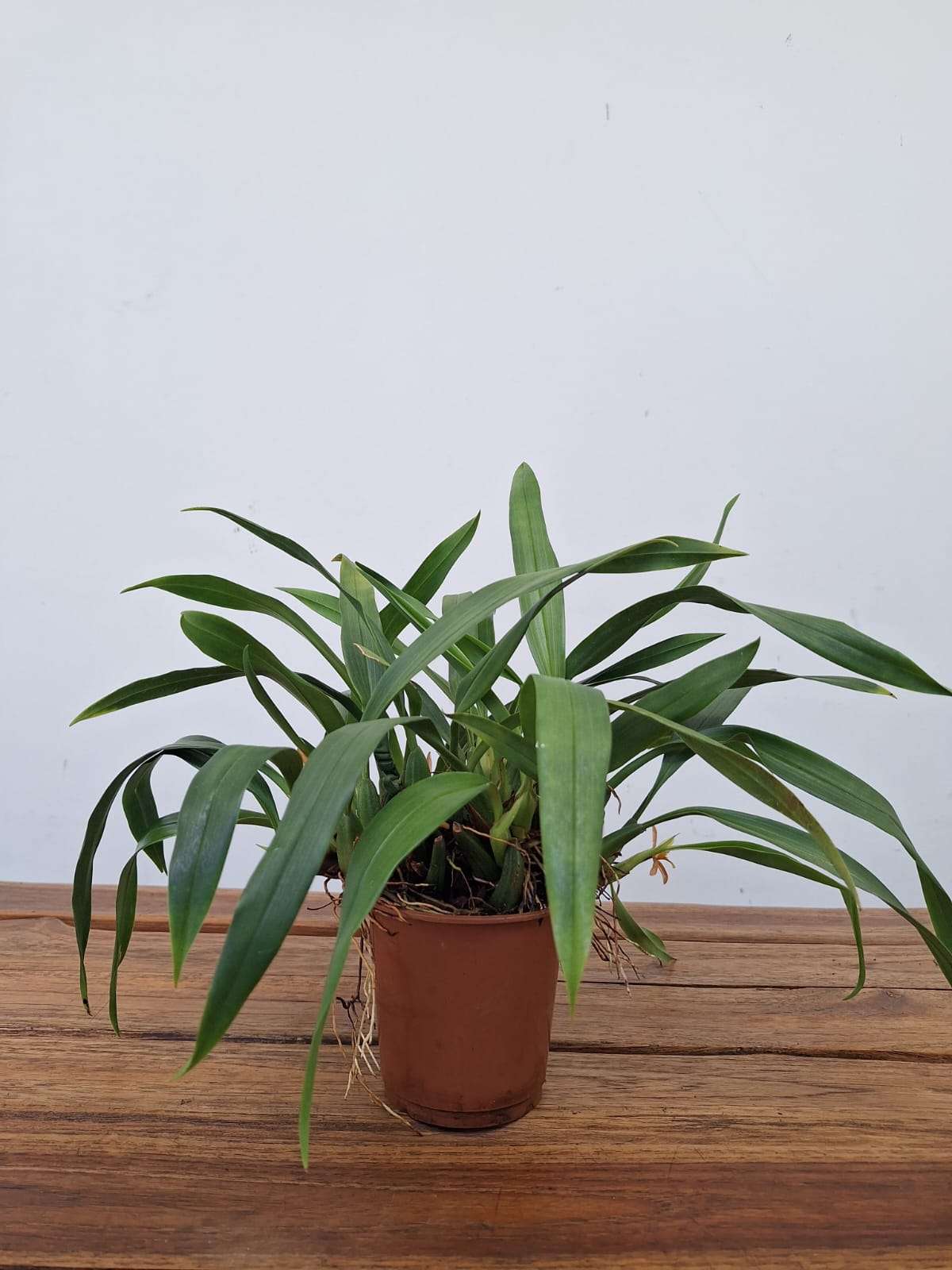 Maxillaria Acutifolia - V.9 - Image 2