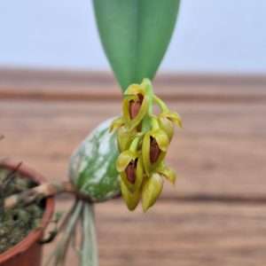 Bulbophyllum Crassipes - V.9