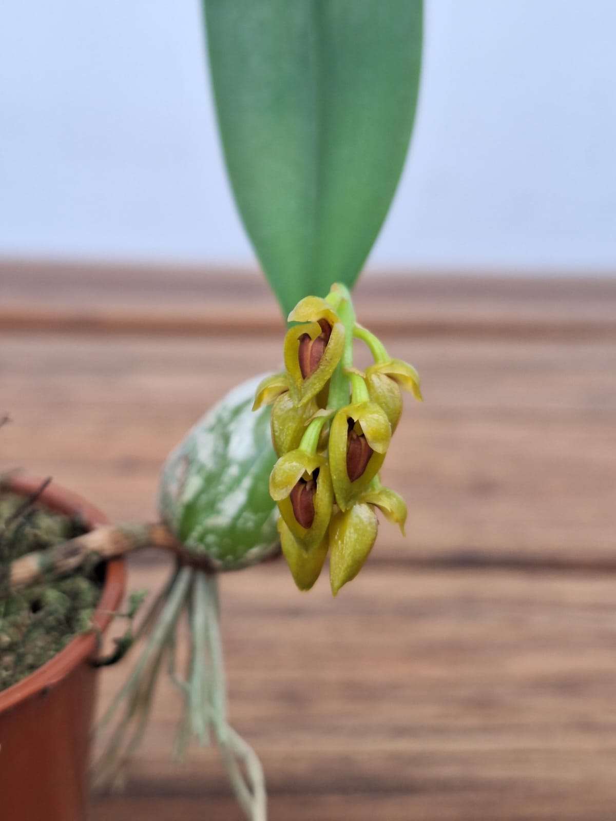 Bulbophyllum Crassipes - V.9