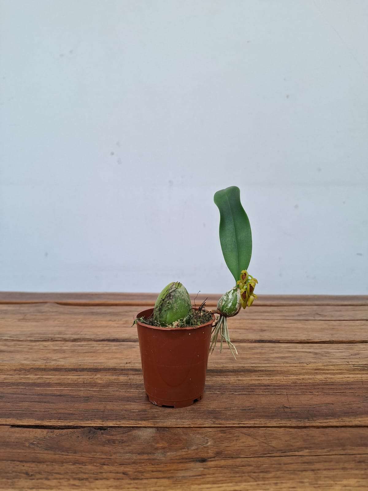 Bulbophyllum Crassipes - V.9 - Image 2
