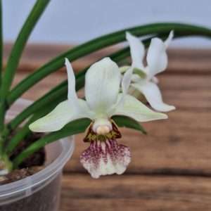 Holcostylis M S Sunlight × Holcoglossum Incantatio - V.6