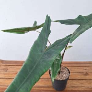 Alocasia Zebrina - V.14