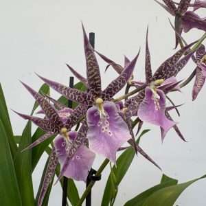 Miltonia 3 Hastes - V.12
