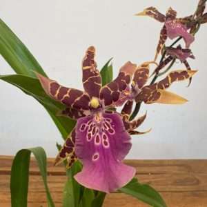 Miltonia 2 Hastes - V.12
