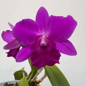 Cattleya - V.12