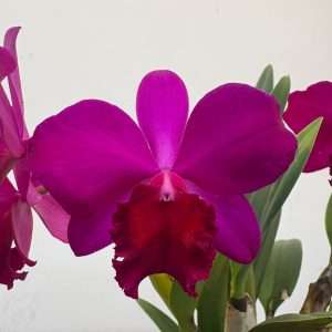 Cattleya - V.12