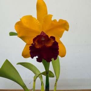 Cattleya V.15