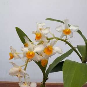 Dendrobium Thyrsiflorum - V.9