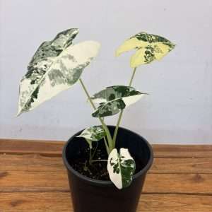 Alocasia Frydek Variegata - V.19