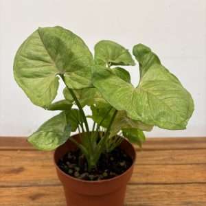 Syngonium Podophyllum - V.15