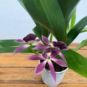 Encyclia Lancifolia x Epicattleya Miva Etoile - V.12