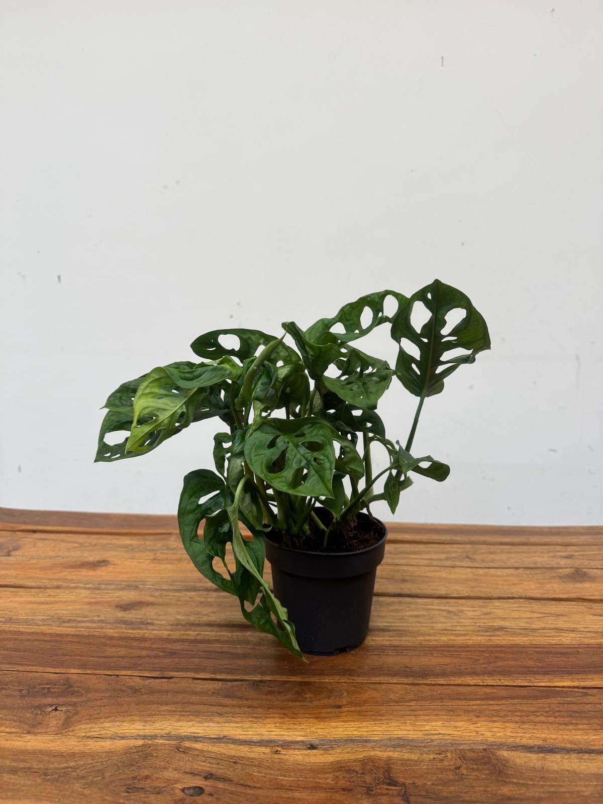 Monstera Obliqua 'Monkey Mask' -V.12 - Image 2