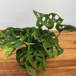 Monstera Obliqua 'Monkey Mask' -V.12