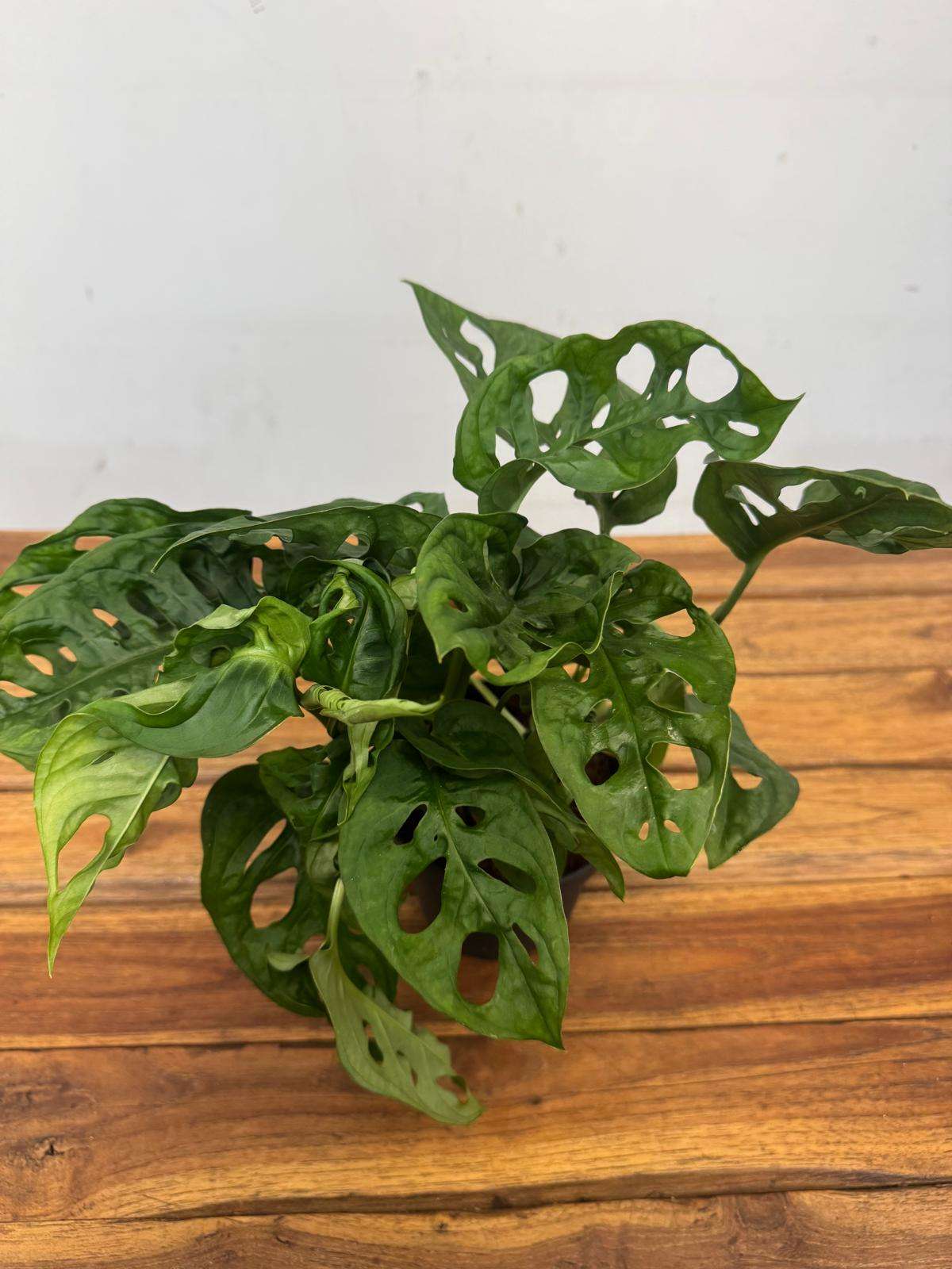 Monstera Obliqua 'Monkey Mask' -V.12