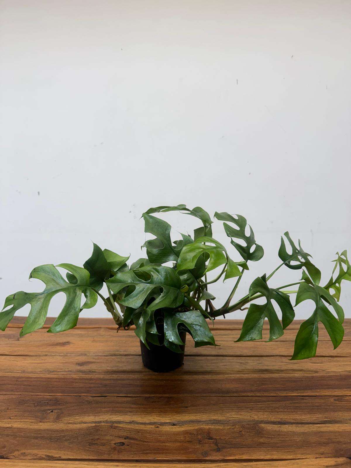 Rhaphidophora Tetrasperma - V.12 - Image 2
