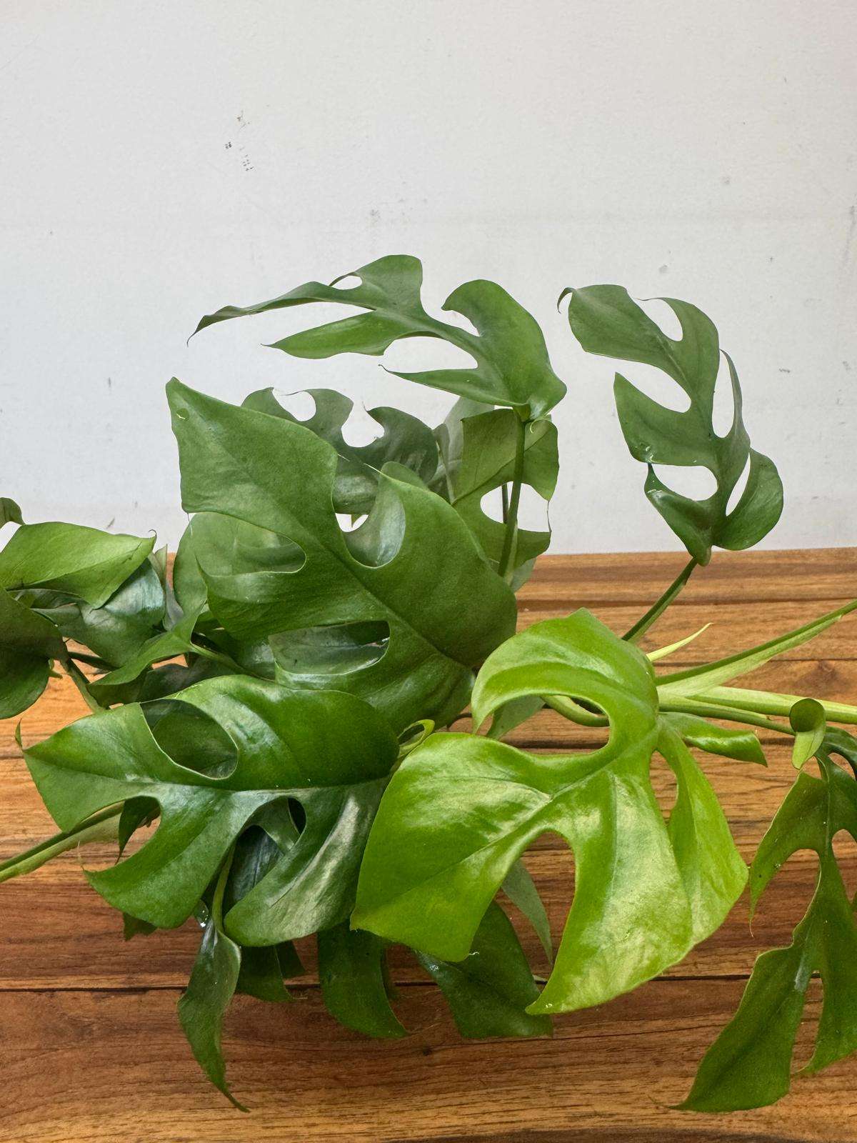 Rhaphidophora Tetrasperma - V.12