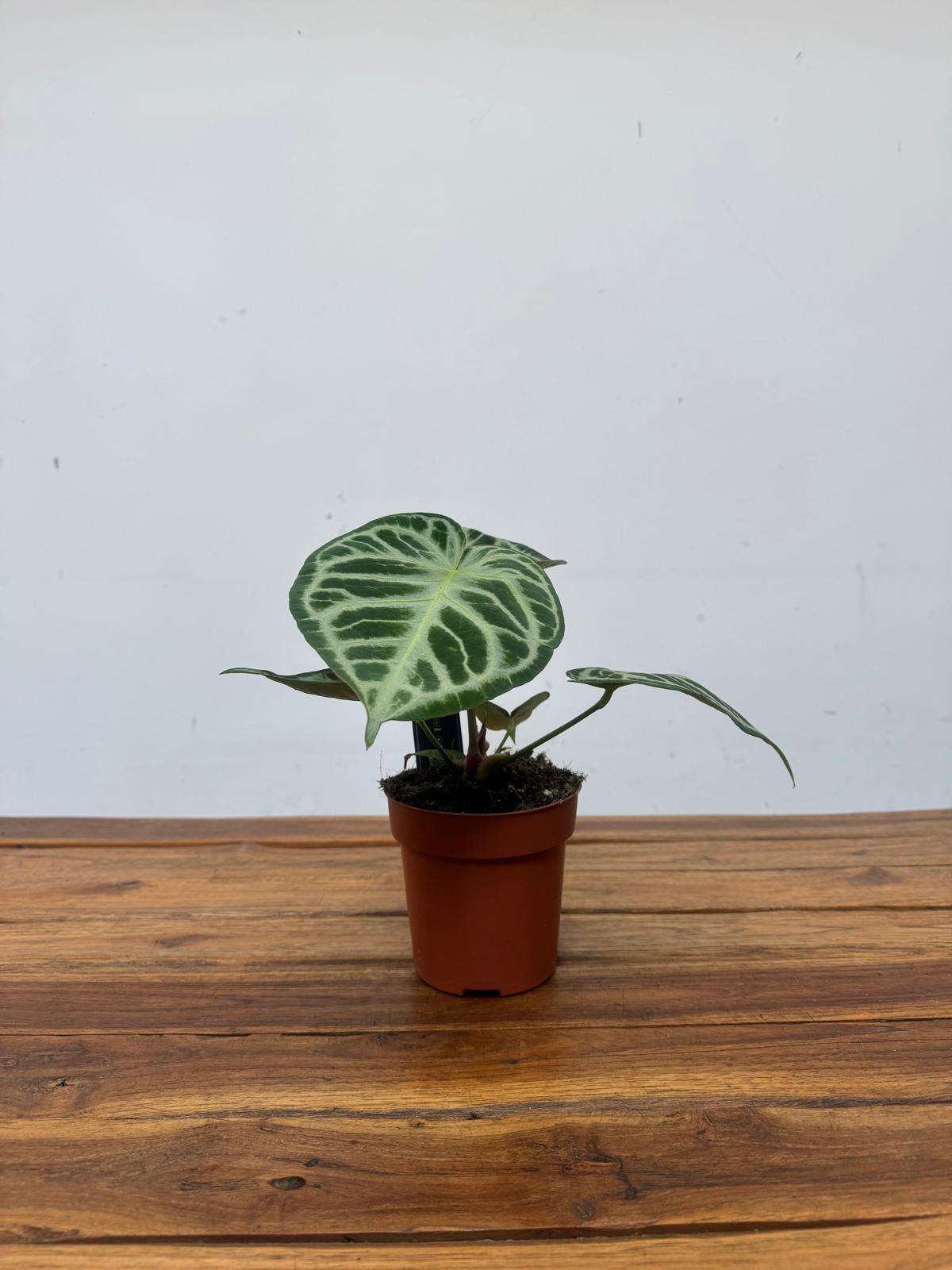 Anthurium 'Silver Blush' - V.12 - Image 2