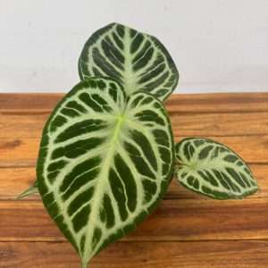 Anthurium 'Silver Blush' - V.12